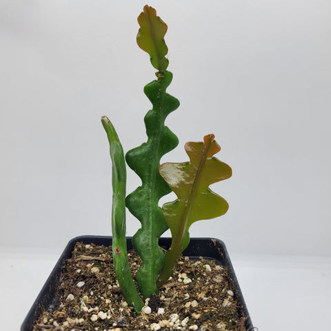 Fishbone Cactus - 3" pot