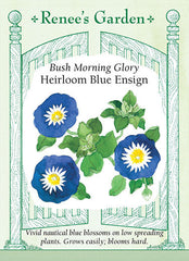 Morning Glory Blue Ensign