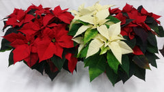 Christmas Poinsettias & Plants