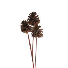 Long Stemmed Pinecone - Small