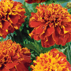 Marigold French Dble Dwarf