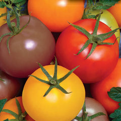 Tomato Rainbow Cherry Organic