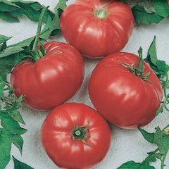 Tomato Beef Maestro
