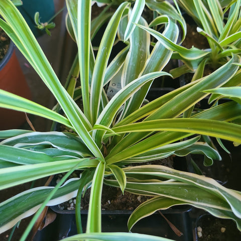 Spider Plant - 4" pot