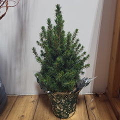 Dwarf Alberta Xmas 6" pot