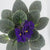 African Violet 4" pot