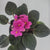 African Violet 4" pot