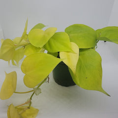 Philodendron Lime 4"