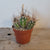 Cactus Asst. 2.5"