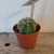 Cactus Asst. 2.5"
