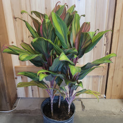 Cordyline Harlequin 10"