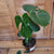 Philodendron Monstera 6"pot