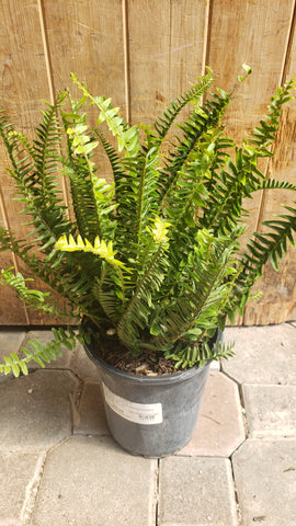 Fern Kimberly Queen 6"