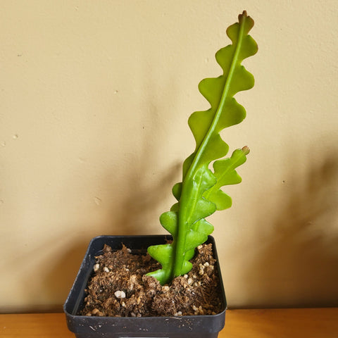Fishbone Cactus - 4" pot