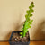 fishbone cactus