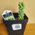 Sedum morganianum 'Burrito'