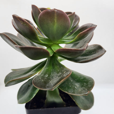 Echeveria 'Burgundy Pearl'