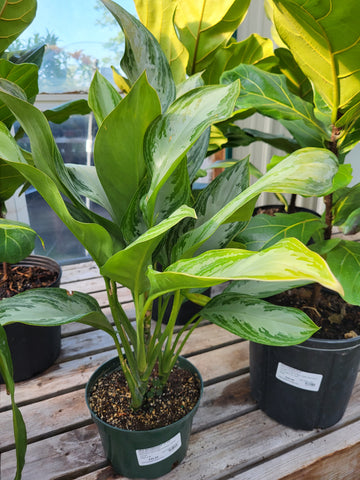 Silver Bay Aglaonema - 6" pot