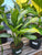 Silver Bay Aglaonema - 6" pot