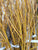Yellow Willow Bundle