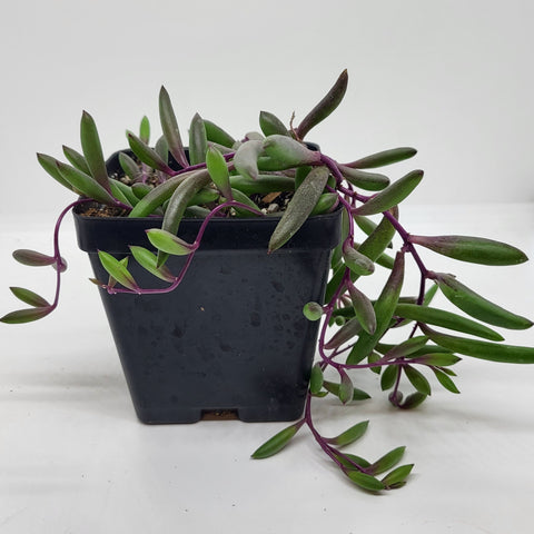 Purple Flush Senecio