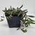 purple flush senecio