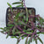 Purple Flush Senecio