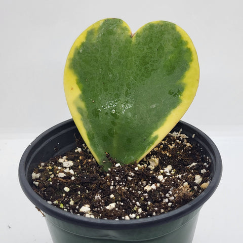 Hoya Sweetheart Variegated 4"