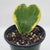 varigated sweetheart hoya