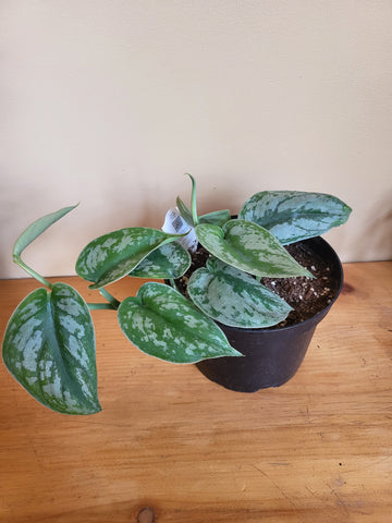 Pothos Silver Satin 6"