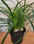 Pony Tail Palm 6"