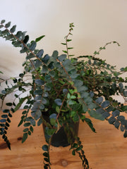 Button Fern 6"