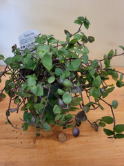 Turtle Vine 4" pot