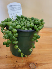 String of Pearls 4" Pot