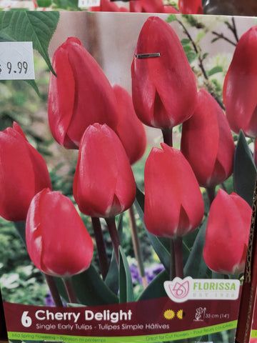 Tulip Cherry Delight