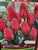 Tulip Cherry Delight