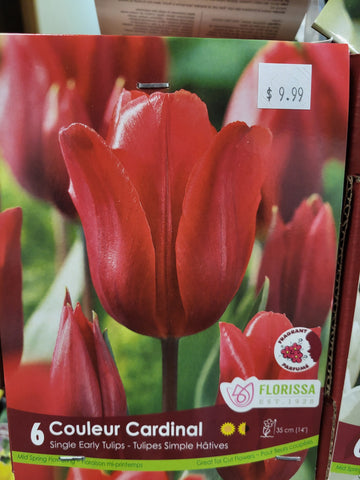 Tulip Couleur Cardinal