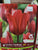 Tulip Couleur Cardinal