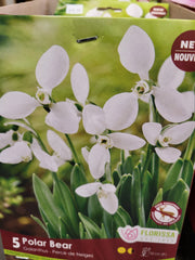 Snowdrops Polar Bear Bulb