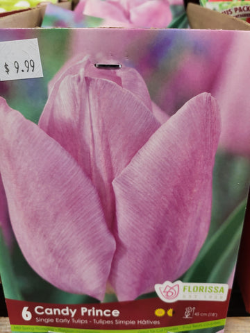 Tulip Candy Prince