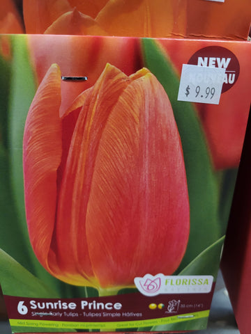 Tulip Sunrise Prince