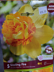 Daffodil Sizzling Fire
