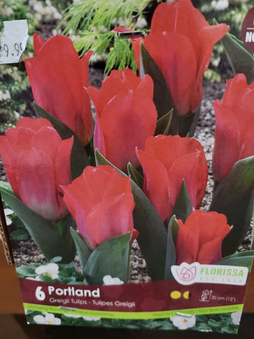 Tulip Portland