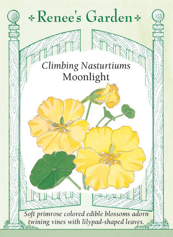 Nasturtium Moonlight Climbing