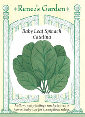 Spinach Catalina Baby Leaf