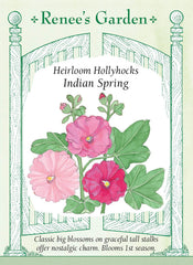 Hollyhock  Indian Spring