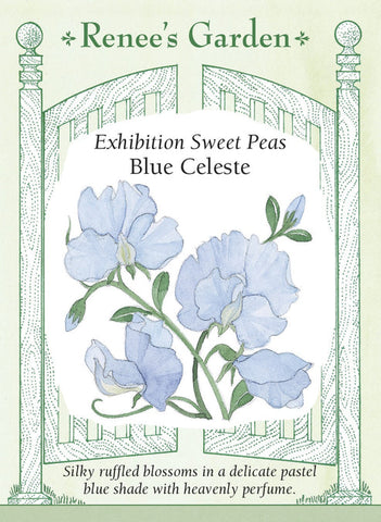 Sweet Pea Celeste Blue