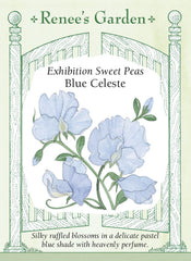 Sweet Pea Celeste Blue