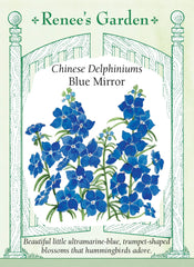 Delphinium Blue Mirror