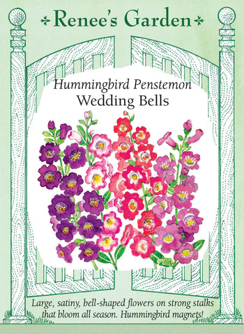 Penstemon Wedding Bells